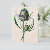 Carte Vintage 1902 Scottish Thistle Old Wild Flower (Debout devant)