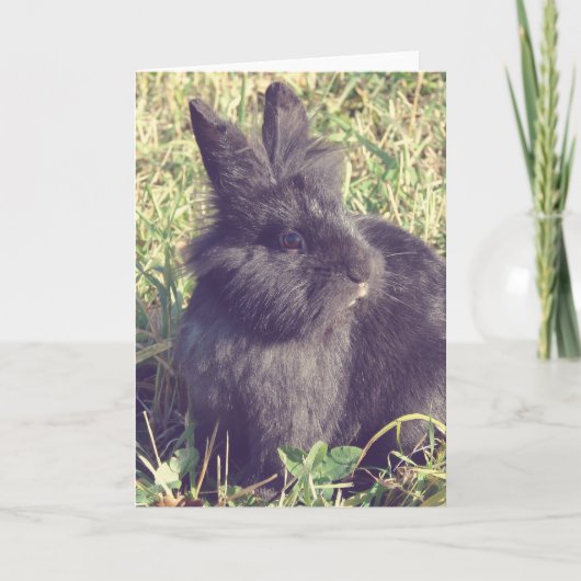 Carte Vintage de Lionhead Bunny Faux (Devant)
