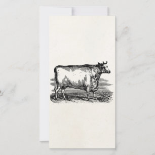 Carte Vintage Durham Cow Bull Illustration personnalisée