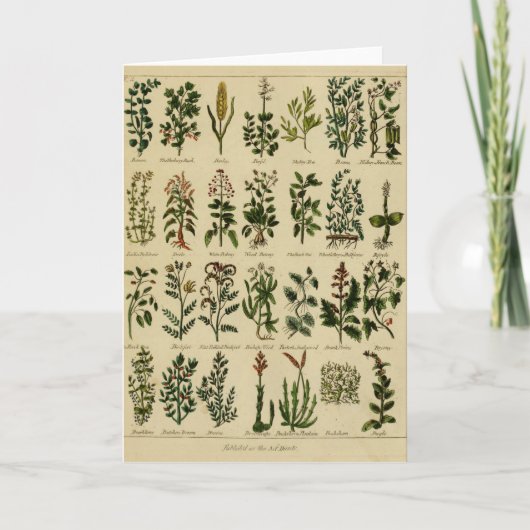 Carte Vintage Herbal Greeting Card - 2 (Devant)