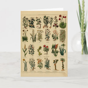 Carte Vintage Herbal Greeting Card Series - 6