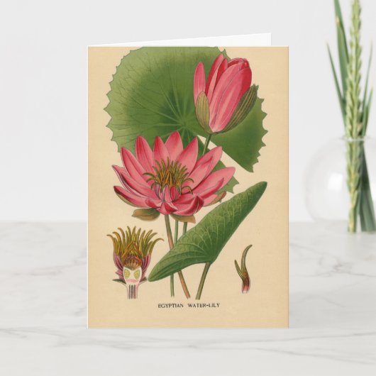 Carte Vintage Waterlily (Devant)