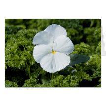 Carte Viola blanc