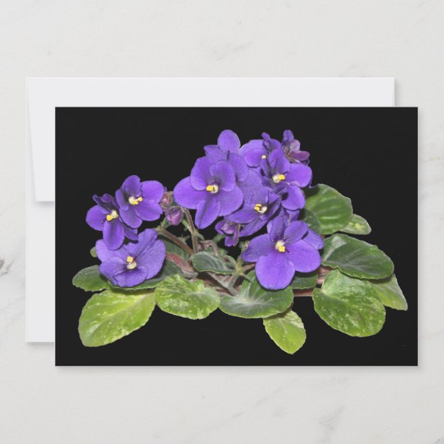 Carte Violet africain (Devant)