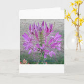 Carte Violet Queen Cleome (Fleur jaune)