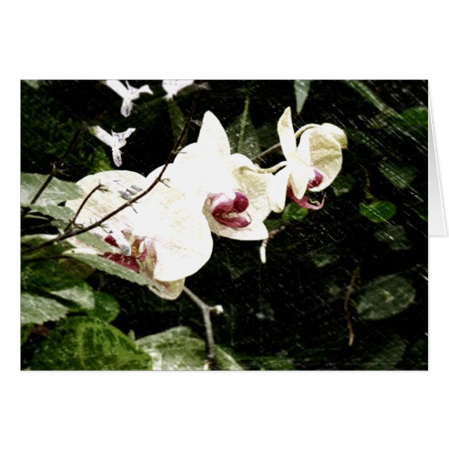 Carte violette (Devant horizontal)