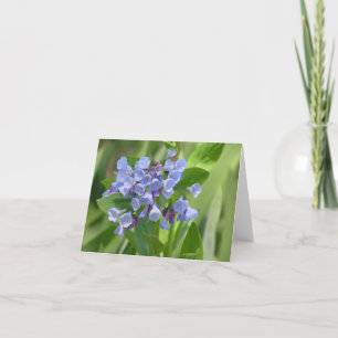 Carte Virginia bluebell (Mertensia virginica)