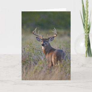 Carte virginianus blanc-coupé la queue d'Odocoileus de