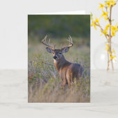 Carte virginianus blanc-coupé la queue d'Odocoileus de (Fleur jaune)