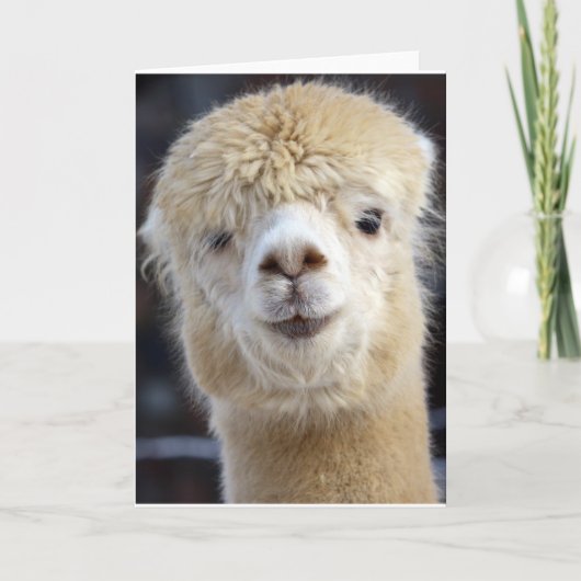 Carte Visage d'alpaca mignon (Devant)