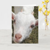 Carte Visage de chèvre (Fleur jaune)