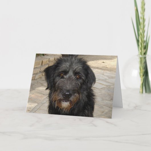 Carte Visage velu de chien noir (Devant)