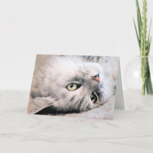 Carte Vivez votre anniversaire comme un chat