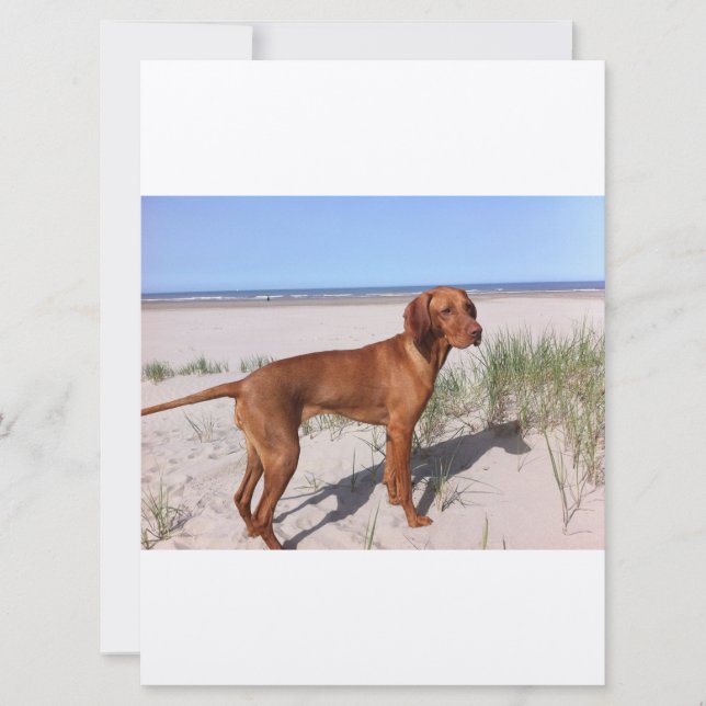 Carte vizsla pleine (Devant)