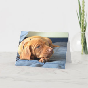 Carte Vizslay Puppy Resting On Its Paw