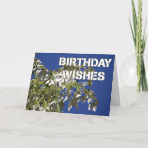 Carte Vœux d'anniversaire Peuplier feuillu, ciel bleu