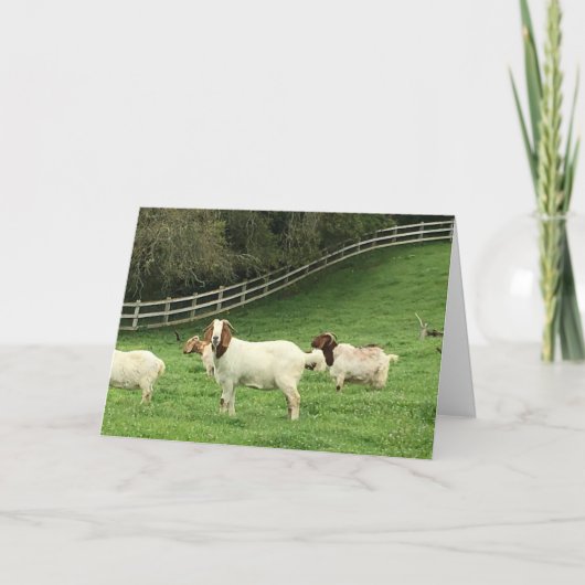 Carte Vœux de chèvre d'anniversaire (Devant)