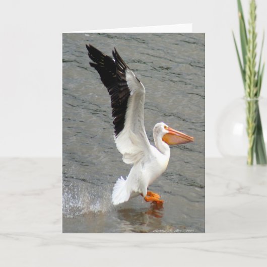 Carte Vol du pélican (Devant)