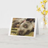 CARTE VOUS MANQUEZ À VOTRE ANNIVERSAIRE DIT TRISTE CHIEN (Fleur jaune)