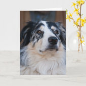 Carte Vous pensez à Australian Shepherd Photo de près (Fleur jaune)