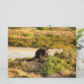 Carte Wallaby sur le Riverside (Debout devant)