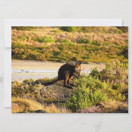 Carte Wallaby sur le Riverside (Devant)