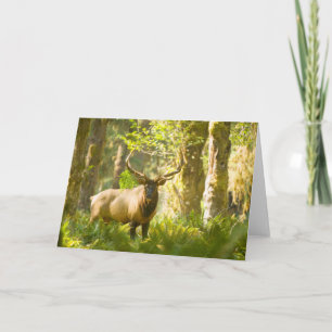 Carte Wapiti de Roosevelt Parc national Olympique, Was