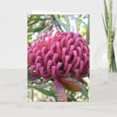Carte waratah (Dos)