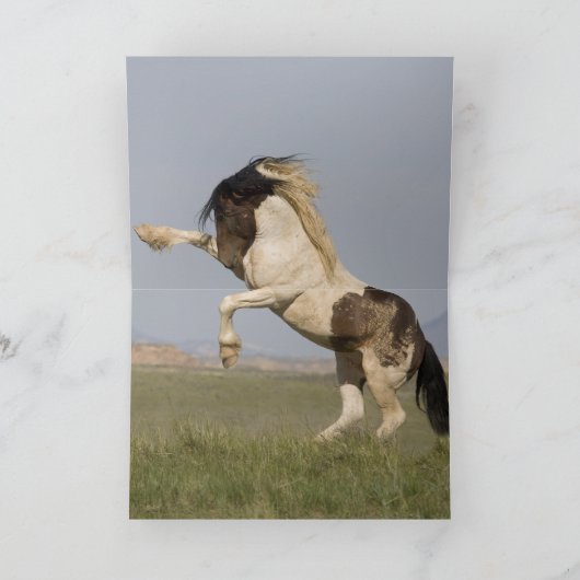 Carte Warbonnet's Challenge Wild Horse Greeting Card (Intérieur)