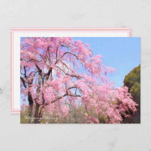 Carte Weeping Cherry: Flat Card (Devant / Derrière)