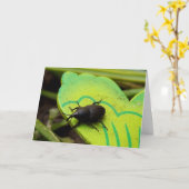 Carte Weharm, Beetles, Curculionoidea, Bug (Fleur jaune)