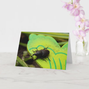 Carte Weharm, Beetles, Curculionoidea, Bug