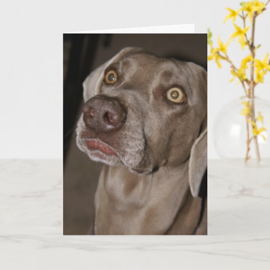 Carte Weimaraner attentif (Fleur jaune)
