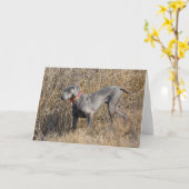 Carte Weimaraner bleu dans un domaine (Fleur jaune)