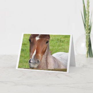 Carte Welsh cob foal horse card