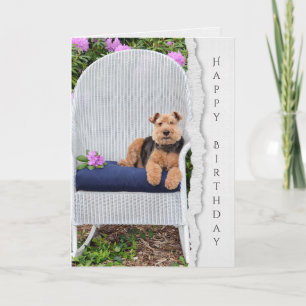 Carte Welsh terrier sur chaise pour anniversaire