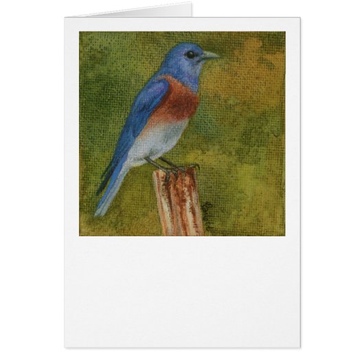 Carte Western Bluebird (Devant)