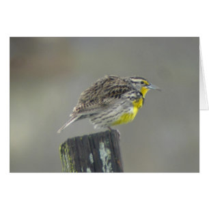 Carte Western Meadowlark