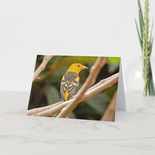 Carte Western Tanager Bird (Devant)