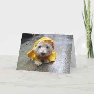 Carte Westie dans le Mac jaune de pluie !