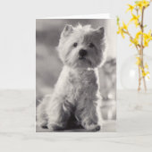 Carte Westie noir et blanc (Fleur jaune)