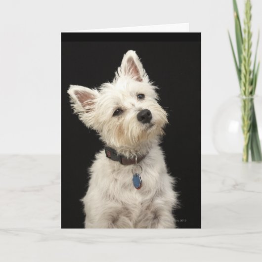 Carte Westie (West Highland terrier) with collar (Devant)