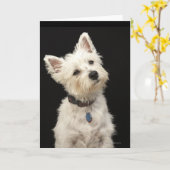Carte Westie (West Highland terrier) with collar (Fleur jaune)