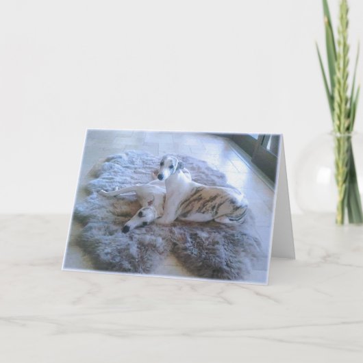 Carte Whippet Dogs (Devant)