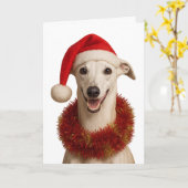 Carte Whippet in a Santa hat Christmas greetings card (Fleur jaune)