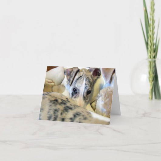 Carte Whippet puppy notecard (Devant)