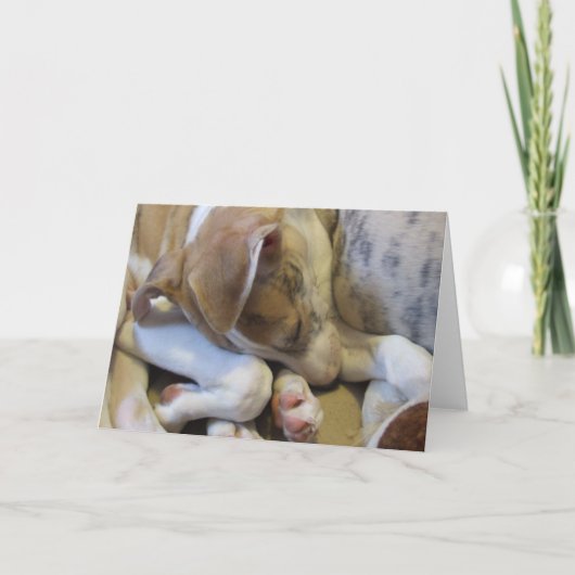 Carte Whippet puppy notecard (Devant)