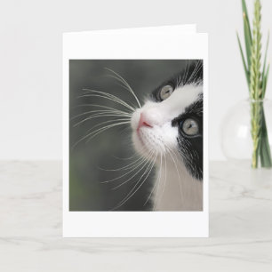 Carte Whiskers Chats