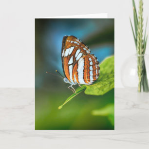 Carte White and Orange Striped Butterfly