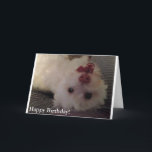 Carte White, Funny Puppy Happy Birthday<br><div class="desc">A cute,  fun way to send Happy Birthday greetings to that someone special. This white,  sweet puppy has a cute pink nose et a playful smile. She's sure to brighten anyone's day !</div>